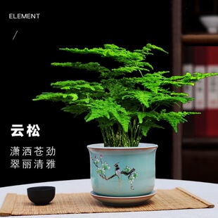 唐山矮生云竹球盆栽绿植客厅茶几桌面小净化空气含盆装饰摆件