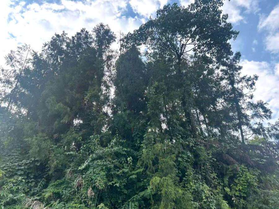 四川中天地木业有限公司名下相关林地使用权及其地上林木资源及地上构筑物