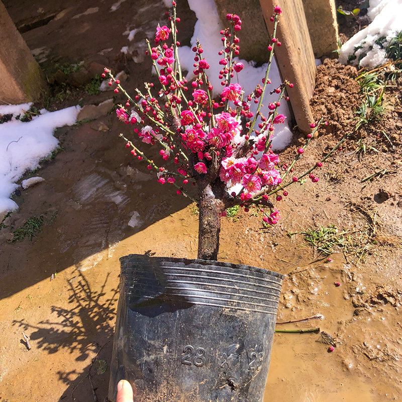 梅花盆栽老桩红梅腊梅盆景树苗花