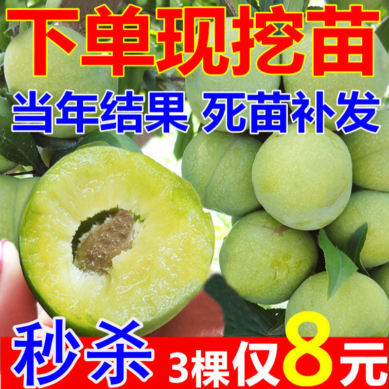 蜂糖李子树苗清脆空心四川嫁接蜂