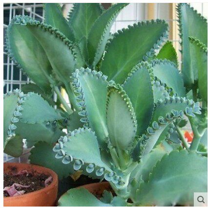 多肉植 落地生根 净化空气 防辐射 不死鸟 办公室植物 室内花卉