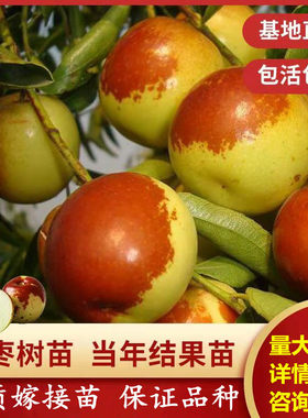 盆栽地栽南北方种植枣树苗包邮