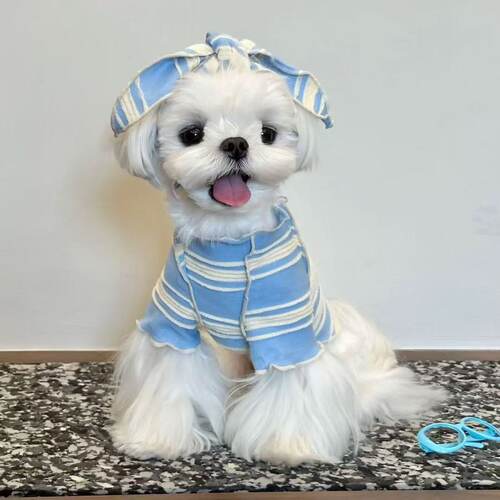 春秋薄款夏季狗狗宠物衣服雪纳瑞马尔济斯小型犬比熊泰迪猫咪衣服