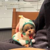 猫咪狗狗圣诞斗篷可爱冬季 保暖宠物新年搞怪拍照过年宠物披肩