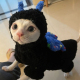 宠物猫咪衣服小猫衣服德文斯芬克斯无毛猫衣服秋冬毛绒蝴蝶棉衣