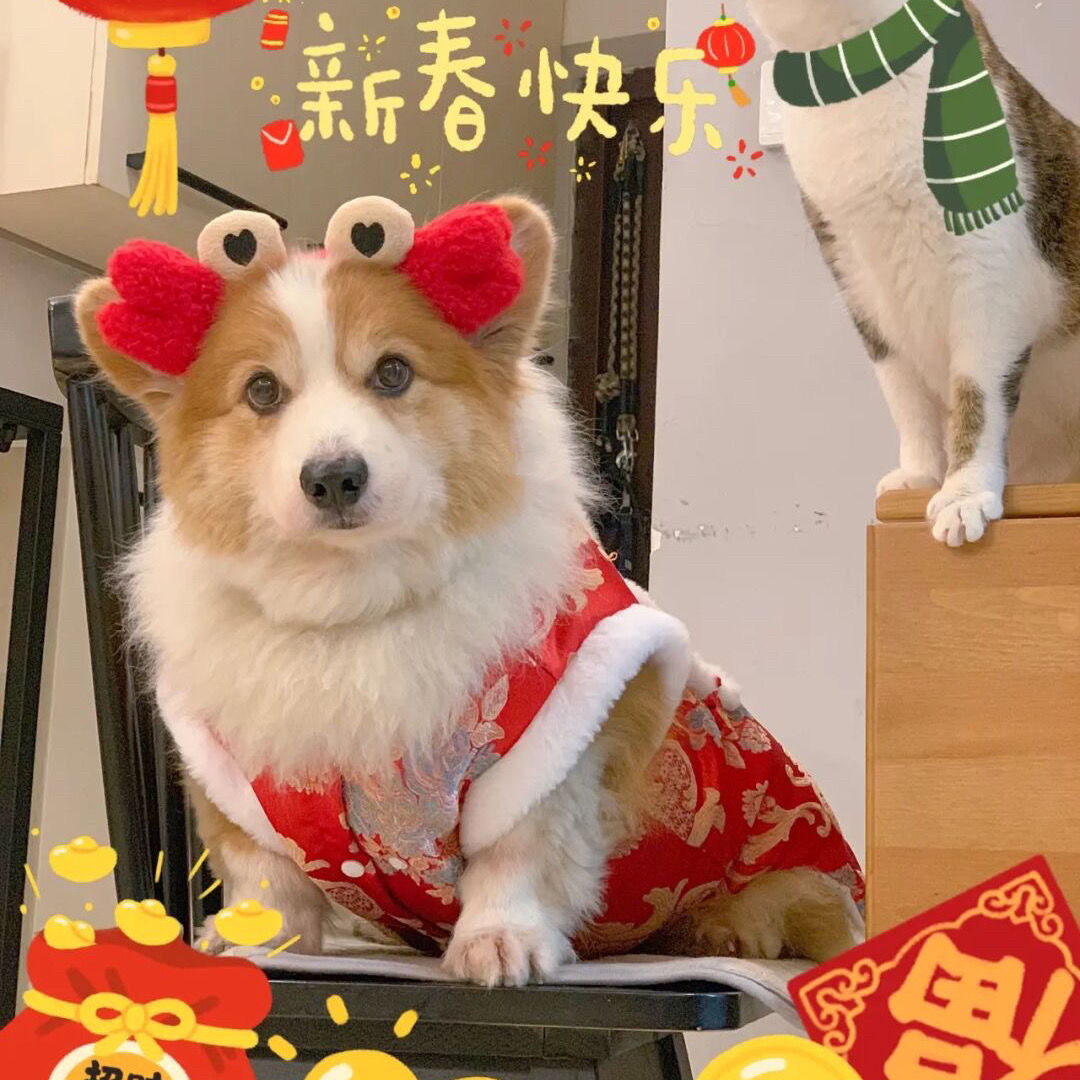 狗狗新年装饰衣服冬装中国风泰迪柯基唐装新年复古棉马甲保暖时尚,宠物/宠物食品及用品,狗宠物服装/雨衣,淘宝优惠券,粉丝福利购,淘宝优惠卷