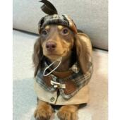 洋气时尚 宠物狗狗衣服薄款 英伦风情侣风衣 防掉毛春秋装 小型犬四季