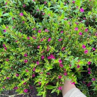 新品金叶满天星书房其他花卉常绿灌木孔雀草盆栽大苗宿根耐寒包邮