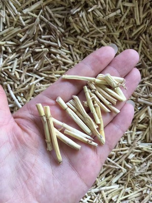 白茅根新鲜500g 毛根草茅草根甜草根泡水煮水芦根白茅根干茶