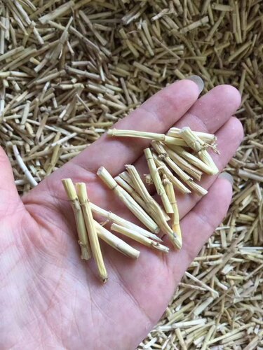 白茅根新鲜500g 毛根草茅草根甜草根泡水煮水芦根白茅根干茶