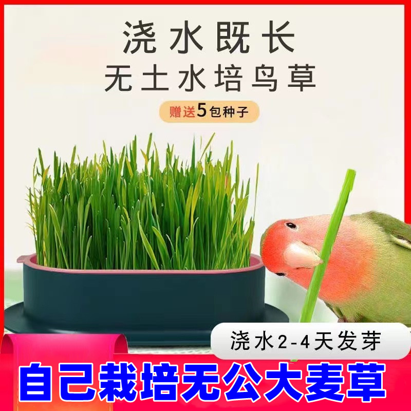 鹦鹉饲料发芽鸟鹦鹉饲料发芽鸟