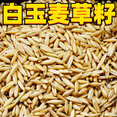 白玉麦草籽虎皮玄凤牡丹和尚