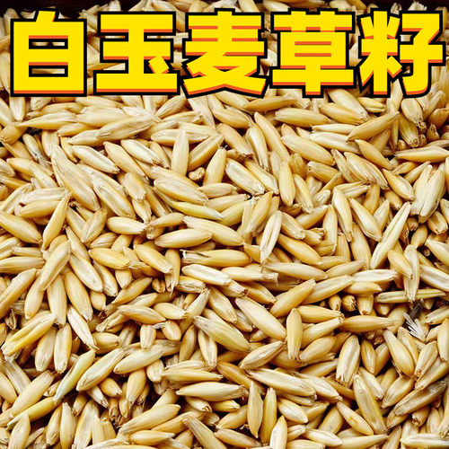 白玉麦草籽虎皮玄凤牡丹和尚