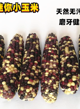 磨牙玩具小玉米仓鼠粮食营养主粮
