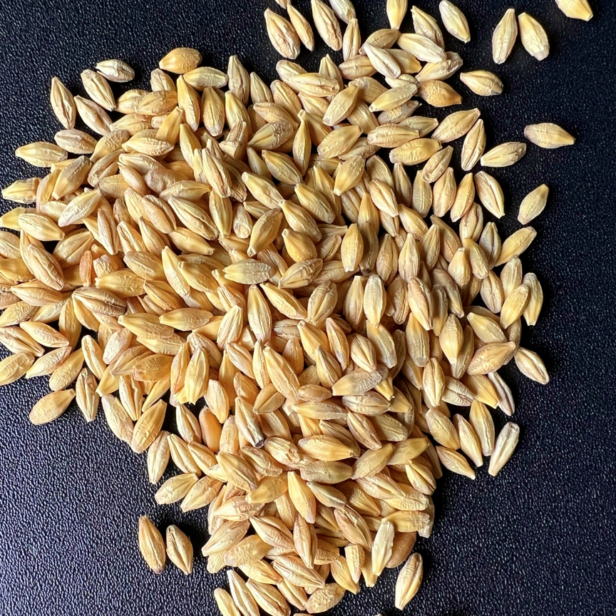 带壳大麦鹦鹉鸟粮鸽子粮鸽粮 中大型鹦鹉和尚太阳凯克灰机1斤真空,宠物/宠物食品及用品,鸟玩具,淘宝优惠券,粉丝福利购,淘宝优惠卷