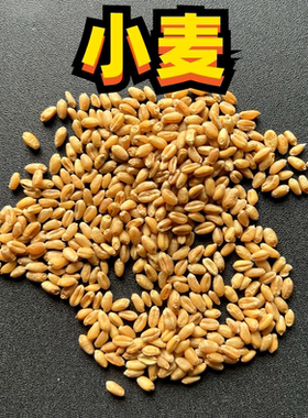 新小麦粒小麦和尚太阳凯克鸟食喂鸽子喂鸡鸽子鸟粮中大形鹦鹉