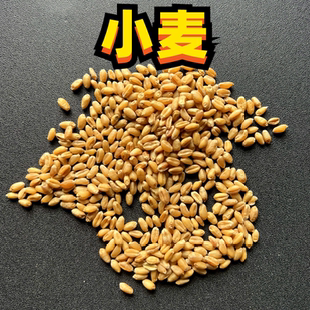 新小麦粒小麦和尚太阳凯克鸟食喂鸽子喂鸡鸽子鸟粮中大形鹦鹉