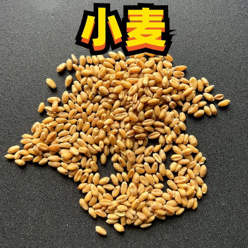 新小麦粒小麦和尚太阳凯克鸟食喂鸽子喂鸡鸽子鸟粮中大形鹦鹉