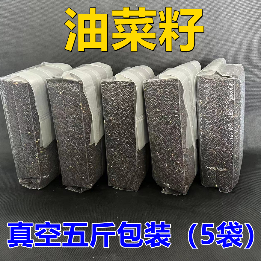 真空油菜籽金丝雀芙蓉鸟