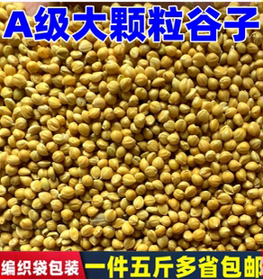 A级黄谷子带壳小米粟谷 虎皮玄凤牡丹鹦鹉 文鸟鸟粮鸟食饲料5斤