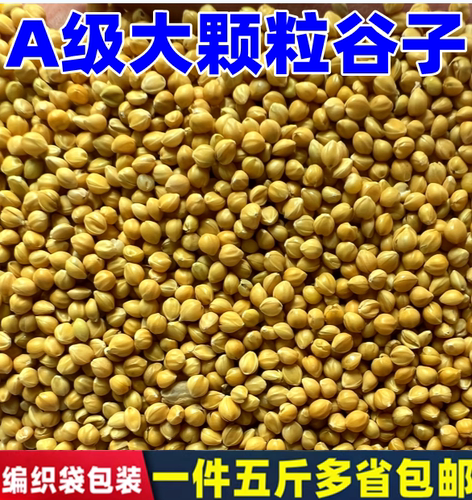 A级黄谷子带壳小米粟谷