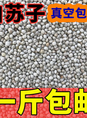 鹦鹉金丝雀芙蓉鸟2025年白苏子