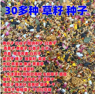 鹦鹉花草籽 素虎皮玄凤牡丹混合粮亚麻子1斤 粮鸟粮调理肠胃微量元