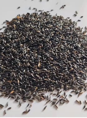 黑尖鸟食尼日尔草籽提性亮