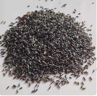 鸟食黑尖 金丝雀芙蓉鸟虎皮牡丹玄风鹦鹉鸟粮半斤