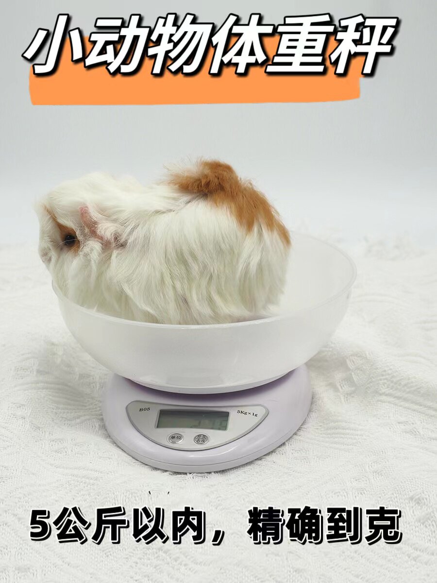 包邮  荷兰猪体重秤花枝鼠金丝熊小动物体重称 带托盘