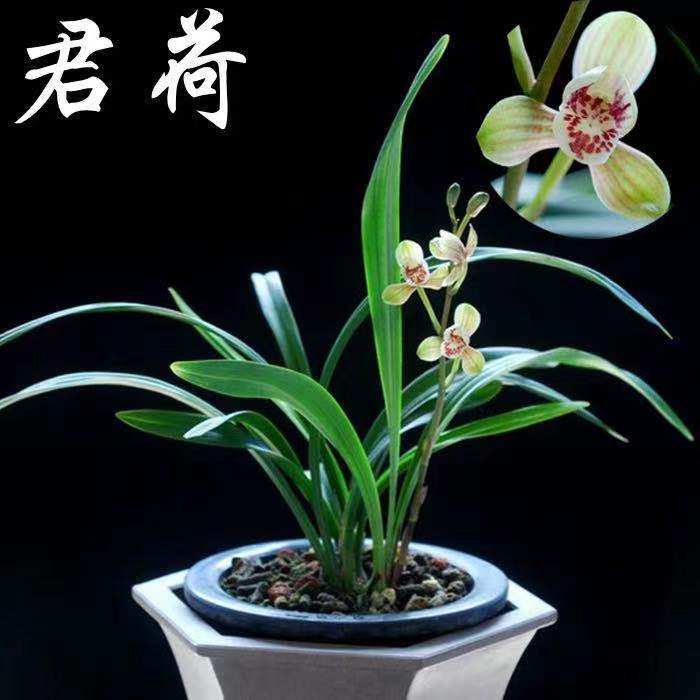 兰花苗建兰四季兰八大名品荷瓣 君荷原生老种夏带花苞浓香型 绿植