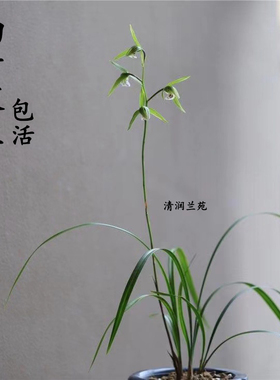 兰花苗叶彩型细叶寒兰秋冬带花苞浓香型室内花卉绿植盆栽好养易活