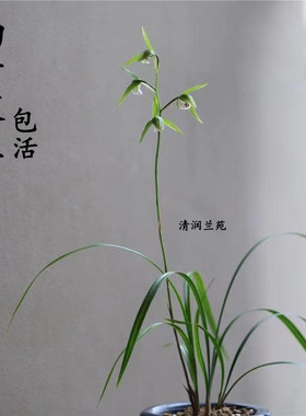 细叶寒兰国兰叶彩飘逸