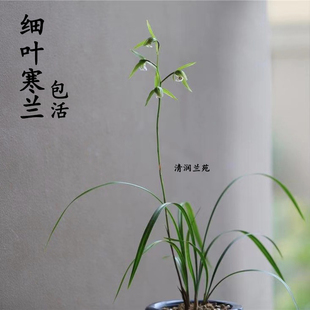 兰花苗叶彩型细叶寒兰秋冬带花苞浓香型室内花卉绿植盆栽好养易活