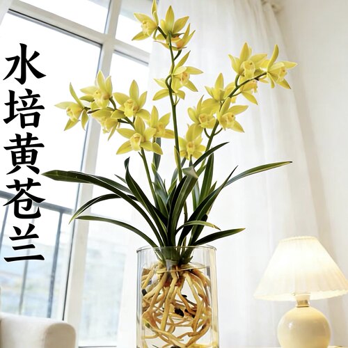 水培香水苍兰兰花苗室内植物浓香四季建花卉耐寒植物冬季带花苞