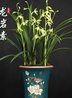 龙岩素兰花建兰四季兰兰花苗品种