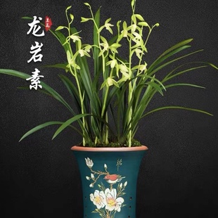 兰花建兰盆栽绿植名贵龙岩素兰草带花苞四季兰植物兰花苗品种好养