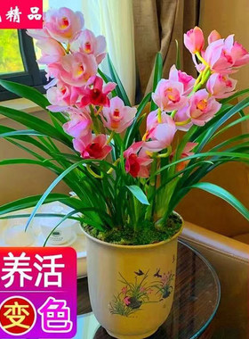 兰花浓香型好养绿植盆栽