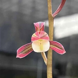 兰花苗墨兰双美人冬季带花苞浓香型室内花卉绿植盆栽好养易活