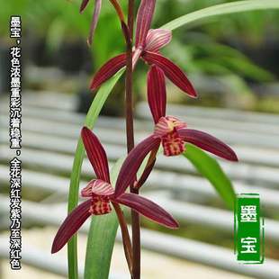 兰花苗建兰三大色花铭品墨宝浓香型室内花卉绿植盆栽养好稀有兰花