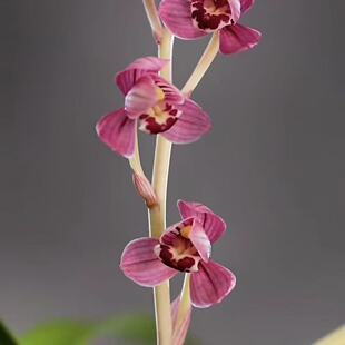 兰花苗建兰四季兰丹宫玉荷夏秋带花苞浓香型室内花卉绿植盆栽好养