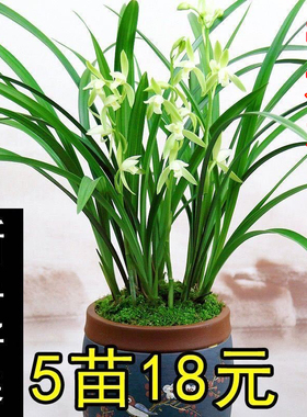 兰花草建兰四季兰龙岩素大凤素夏秋带花苞室内花卉盆栽庭院植物