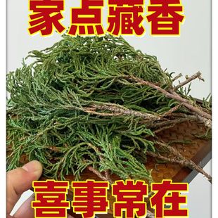 正宗藏香柏新鲜枝叶家用天然净化松柏叶藏地树枝煨桑烟供火柏香枝