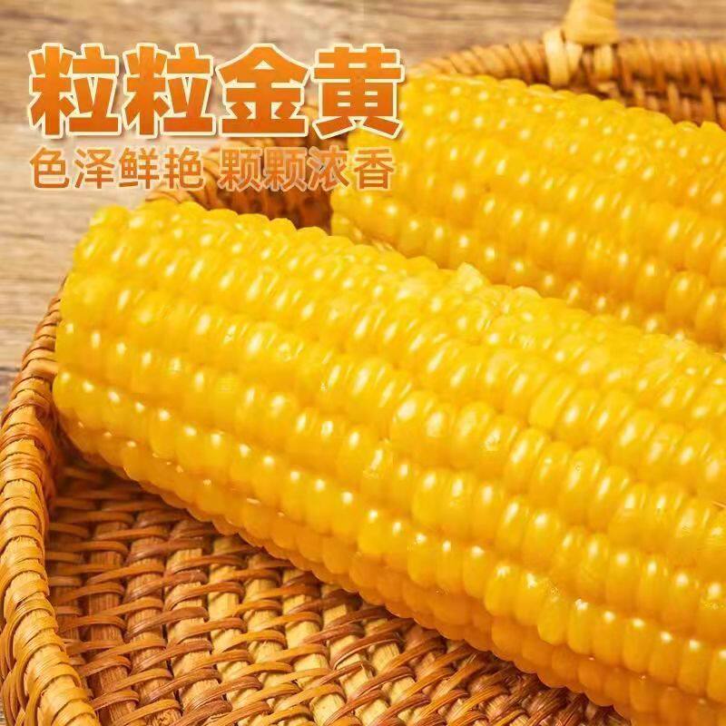东北黄糯玉米黑糯玉米即食新鲜1年糕/糍粑