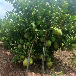 云南香橼枸橼果树苗盆栽树苗新品室内观赏基地直发