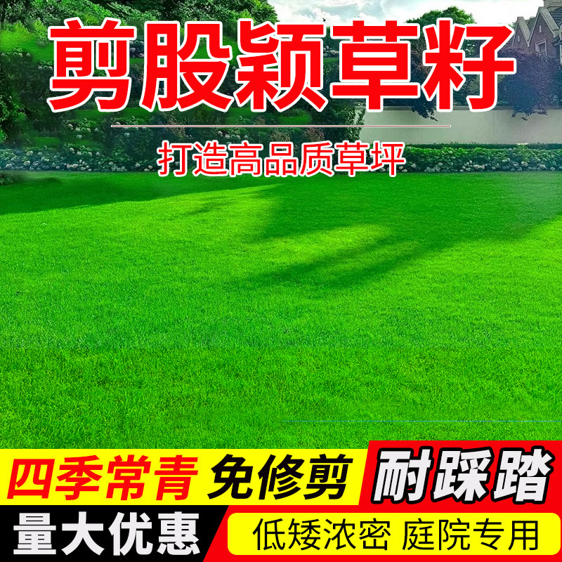 细弱匍匐剪股颖a-4草籽草坪种子庭院别墅专用四季常青低矮耐践踏