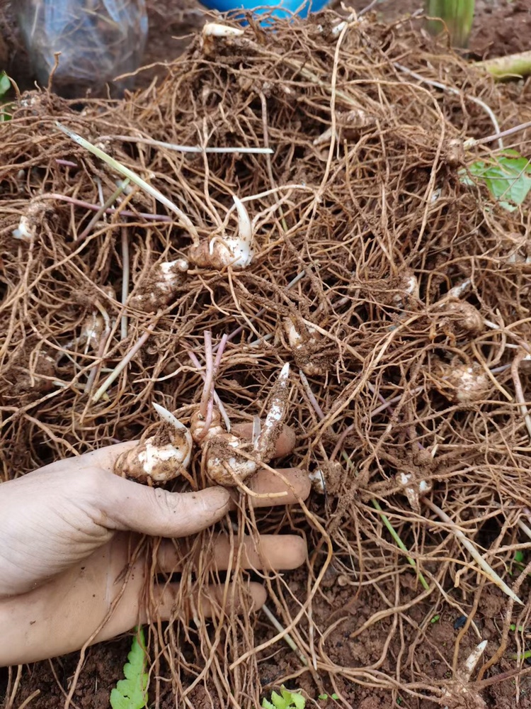 云南重楼苗名贵中药材种植七叶一枝花种苗滇重楼小苗
