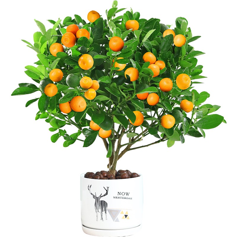 四季金桔金桔树植苗外盆带果客厅招财植物室内花卉绿小橘子好养年