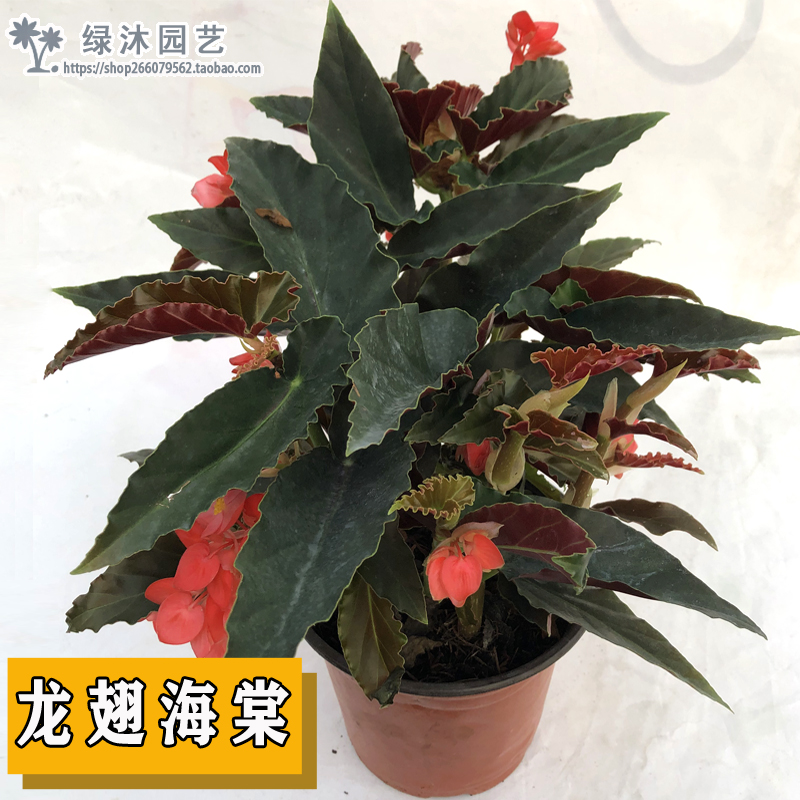 龙翅竹节阳台绿植盆栽阳台海棠花