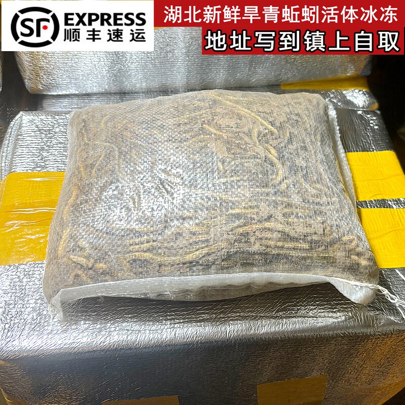顺丰包邮湖北速冻青蚯蚓黄鳝饵料